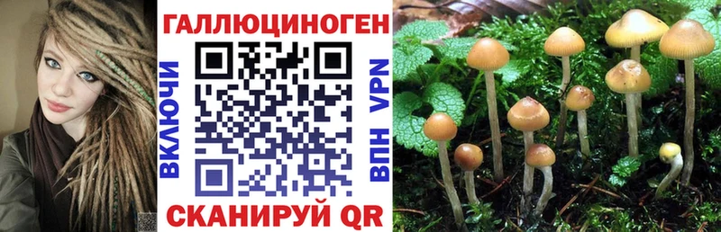 Галлюциногенные грибы Psilocybine cubensis Новошахтинск